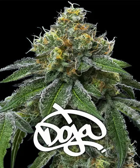 rs11-x-banana-og