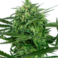 sensi-amnesia-sensi-seeds