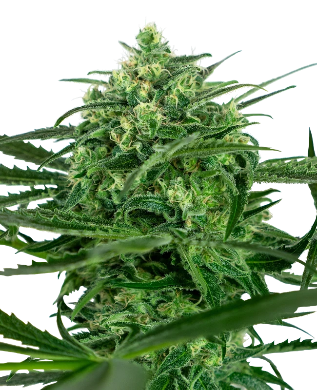 sensi-amnesia-sensi-seeds