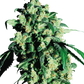 sensi-seeds-super-skunk