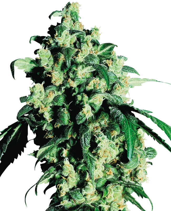 sensi-seeds-super-skunk