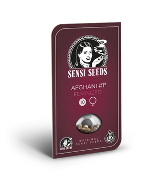 afghani-1-sensi-seeds