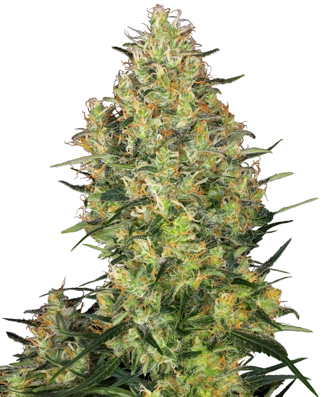 shiva-skunk-sensi-seeds