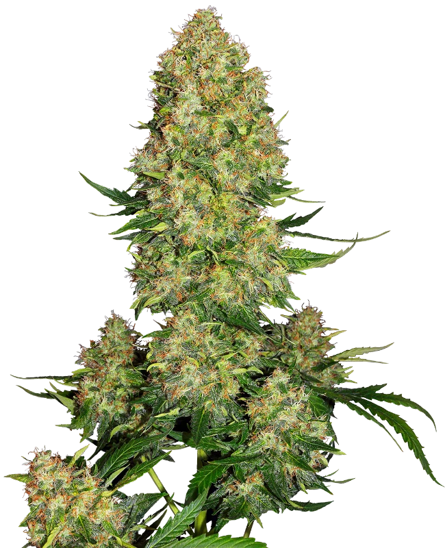 sensi-skunk-autoflower