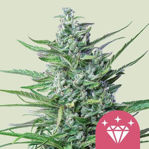 special-kush-royal-queen-seeds