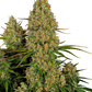 sensi-seeds-sticky-orange-xxl-auto