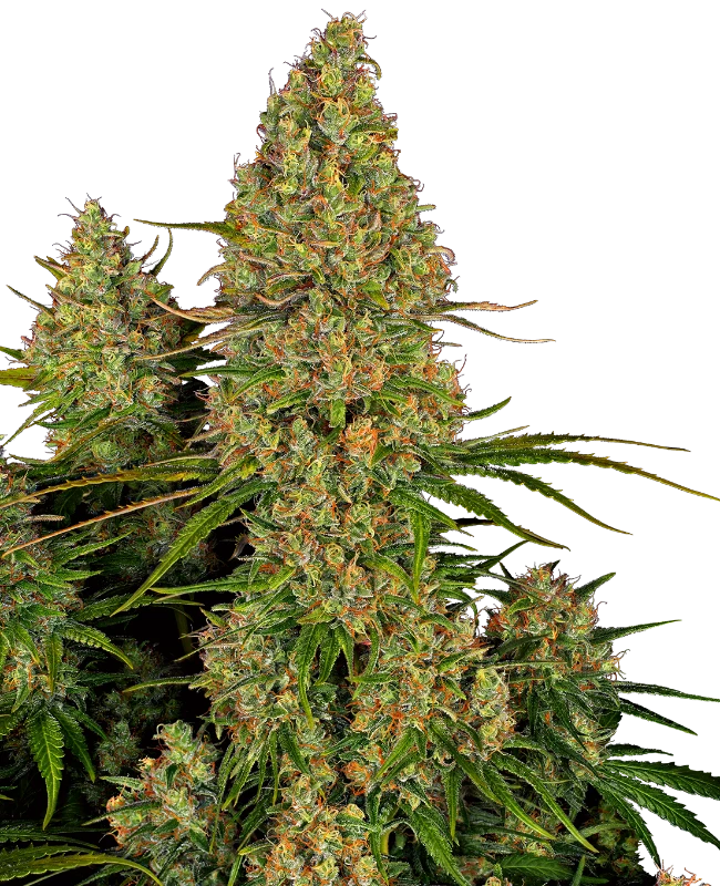 sensi-seeds-sticky-orange-xxl-auto