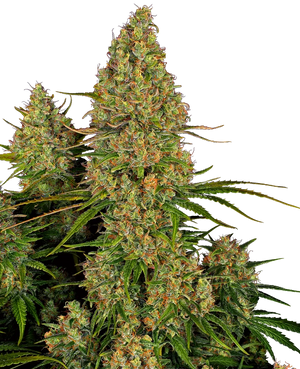 sensi-seeds-sticky-orange-xxl-auto