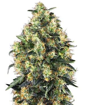 sensi-seeds-super-skunk-auto