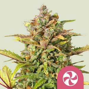 sweet-zz-royal-queen-seeds