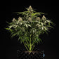 titan-f1-cannabis-samen