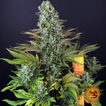 tropicanna-banana-cannabis-samen