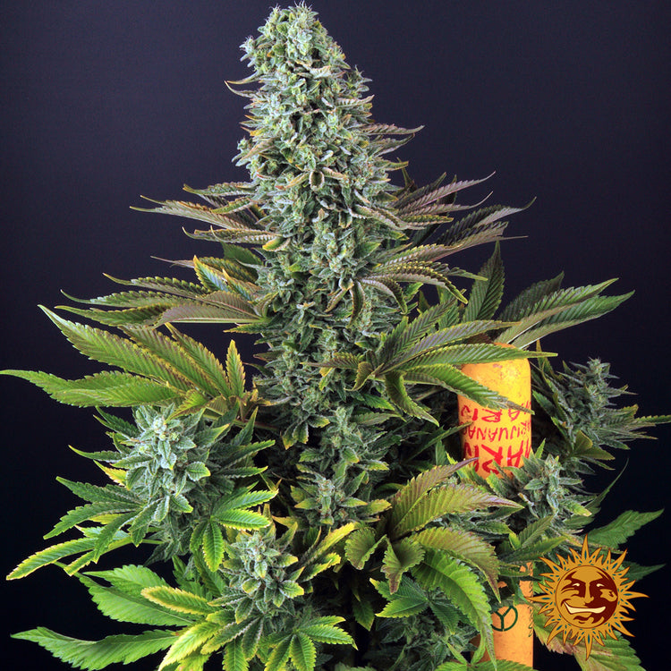 tropicanna-banana-cannabis-samen