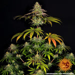 wedding-cake-cannabis-samen